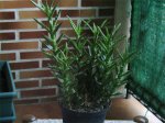 Suculenta1.jpg