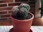 Cactus1.jpg