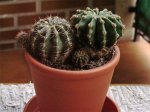 Cactus2.jpg
