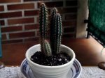 Cactus3.jpg