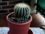 Cactus4.jpg