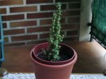 Cactus5.jpg