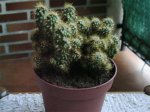 Cactus6.jpg