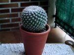 Cactus7.jpg
