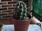 Cactus8.jpg
