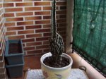 Cactus9.jpg
