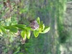 Orquis 03-07 010.jpg