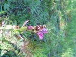 Orquis 03-07 007.jpg