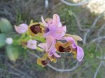 Orquis 03-07 014.jpg