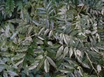 Lonchocarpus_nitidus_follaje-web.jpg