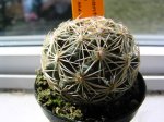 Coryphantha retusa.JPG