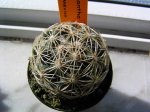 Coryphantha retusa2.JPG