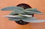Crassula_falcata_2_smal370.jpg
