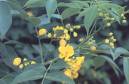 senna corymbosa,follaje y flor.jpg