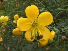 senna corymbosa,flor.jpg