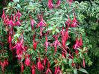 fuchsia magellanica.jpg