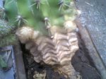 cactus1.jpg