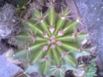 CACTUS3.JPG