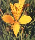 alstroemeria.jpg