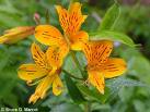 alstroemeria aurea.jpg
