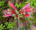 alstroemeria psittacina.jpg