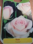 Rosas 001.jpgpeq.jpg