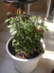 Rosas 004.jpgpeq.jpg