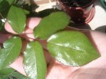 Rosas 007.jpgpeq.jpg
