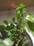 Rosas 005.jpgpeq.jpg