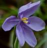 calidorea azurera.jpg