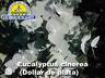 EUCALIPTUS CINEREA.jpg