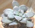 graptopetalum1.jpg