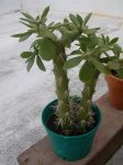 DSCN4720.JPG