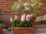 jacintos-flor de cera.JPG