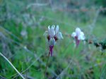 2007_0315rauw0019.jpg