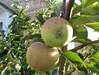 manzana00.JPG