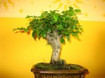bonsai.jpg
