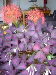 flores 006.jpg