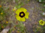 Halimium sp.jpg