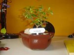 DSC00016.JPG