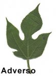 hoja1.jpg