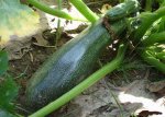 Calabacin1.JPG
