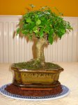 Ficus 2.jpg