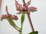 PICT1482.JPG