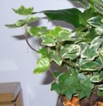 planta 1.JPG