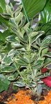 planta 2.JPG