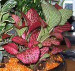 planta 3.JPG