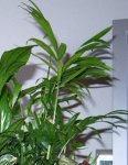 planta 4.JPG