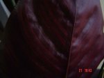 hoja calathea1.jpg