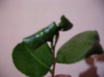 PICT0004.JPG